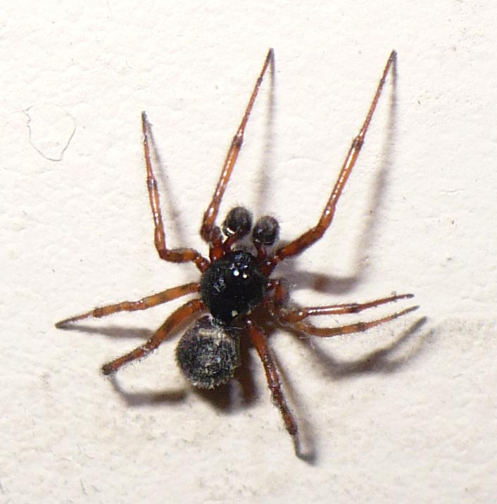 Steatoda bipunctata - Fenestrelle (TO)